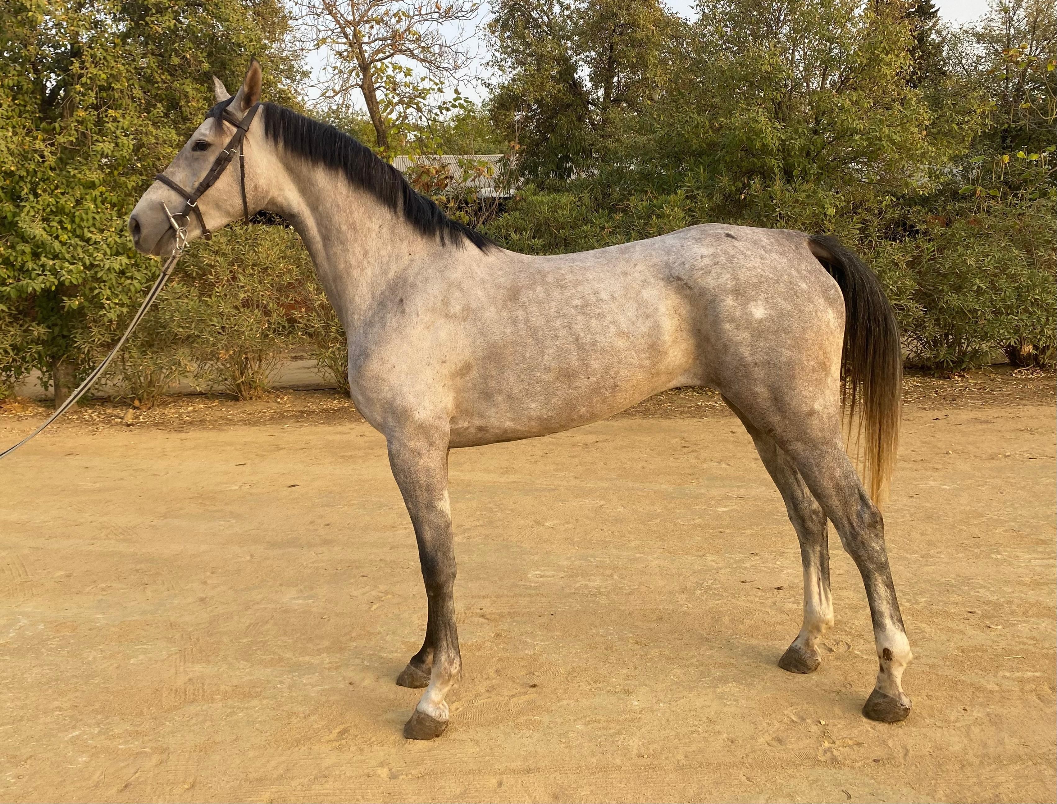 horse